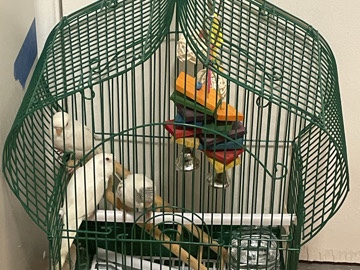 Parakeet – 3 baby parakeets – Huntington Park