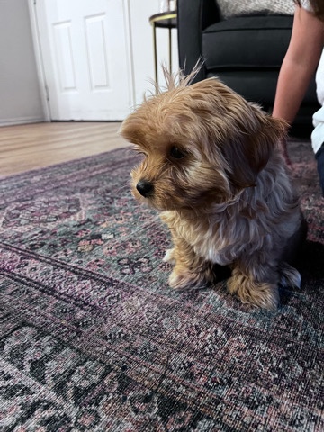 Golden-Brown Maltipoo