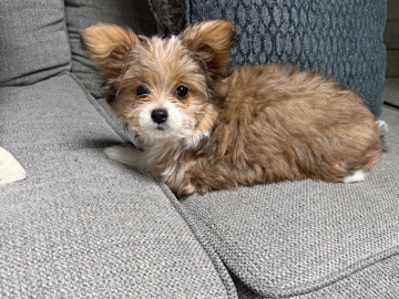 Morkie – Chorkie Puppies – Rye Beach