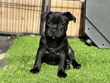 quality black health tested staffy female 