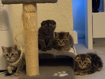 Scottish Fold – British shorthair and Scottish fold – Birmingham