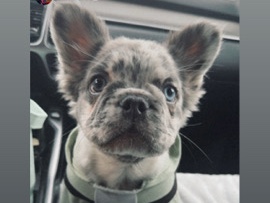 French Bulldog – frenchie – Puyallup