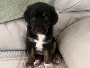 Cane Corso - Cane Corso Cross pups for sale  available for adoption in Porth