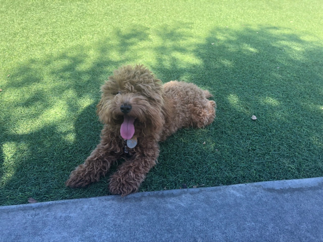 Poodle – Toy Poodle for Sale