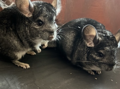 Chinchilla - Rehousing My baby chinchillas available for adoption in Phoenix