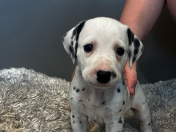 Dalmatian – JD – Las Vegas