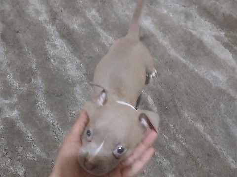 American Pit Bull Terrier – baby pit for selll – Memphis