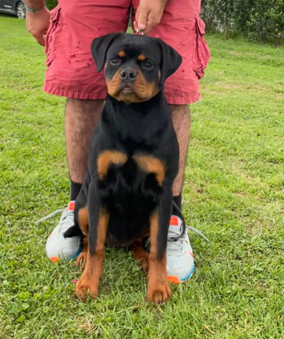 Rottweiler – championship bloodline Rottweiler