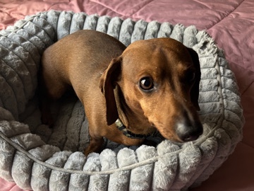 Dachshund – Calm and Friendly Dachshund – 7 Years Old – Las Vegas – Las Vegas