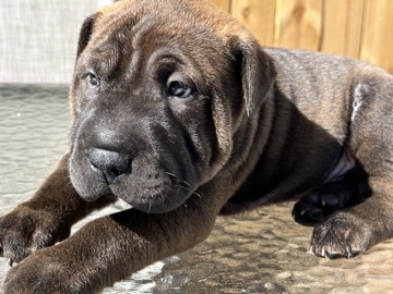 Shar-pei mix