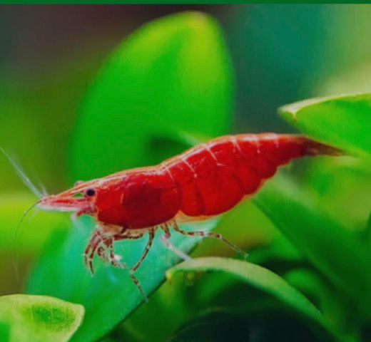 Selling Juvenile Freshwater Red Cherry Shrimp