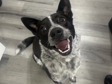 Australian Cattle Dog – Dexter – Appleton
