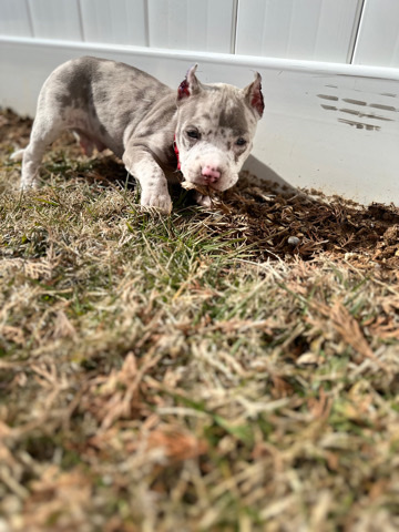 American Pit Bull Terrier – Merle Pitbull