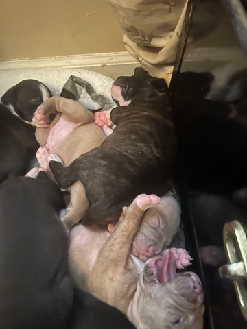 American Pit Bull Terrier – beautiful baby Pitbull puppies on sell, dad Brina , mom blue