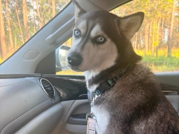 Siberian Husky – Rehoming Husky – Midway