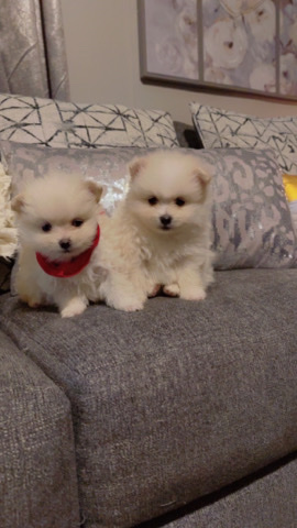 Pomeranian – Pomeranian