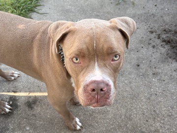 American Pit Bull Terrier – re home this dog – Little Elm
