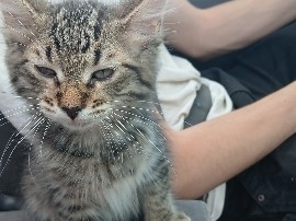 Maine Coon – half maine **** half tuxedo – Greeneville