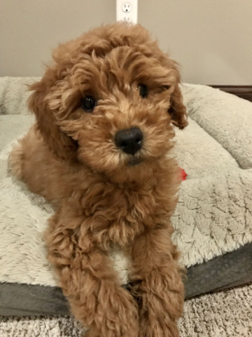 Mini Goldendoodle