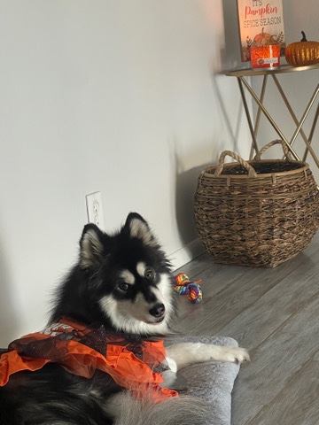 Alaskan Malamute – needs new home 🥲