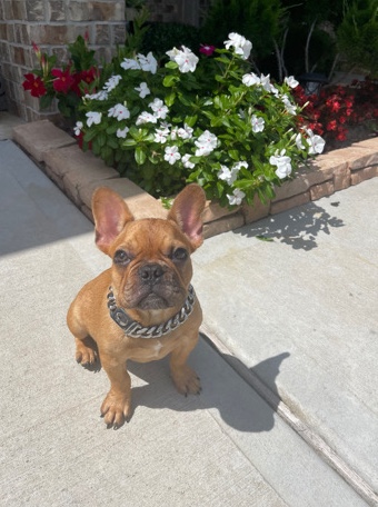 French Bulldog – French bulldog
