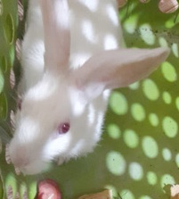 Florida White – white rabbit