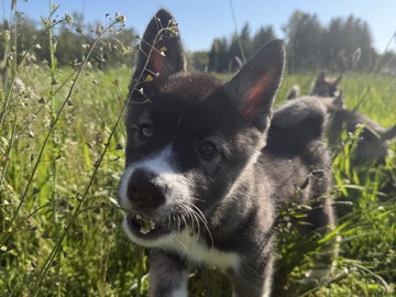 Mixed Breed – Huskita Puppies 🐶 (Husky × Akita Mix) – Burnaby