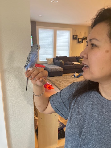 Parakeet (Mochi) Comes with cage and food