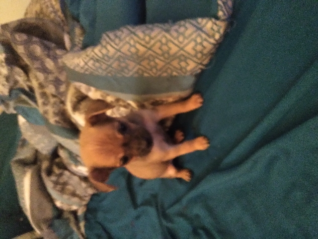 Chihuahua – rehoming