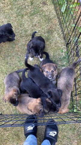 5 week old puppies