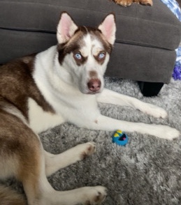 Siberian Husky – Siberian Husky