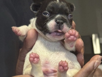 French Bulldog – French Bulldog – Fort Worth