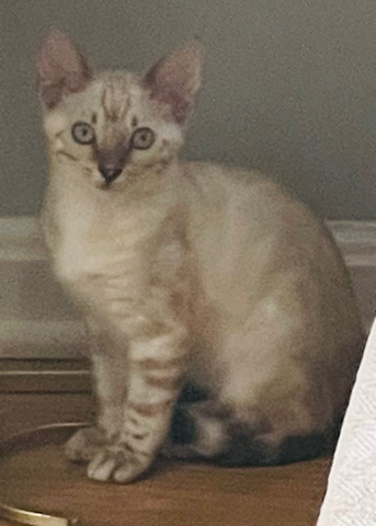 Bengal – 14 week old White Bengal