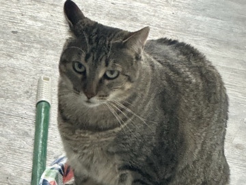 Sweet, spoiled girl cat