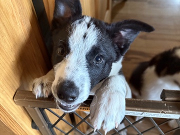 9 WEEK PUREBREAD BORDERCOLLIE PUPPIES 