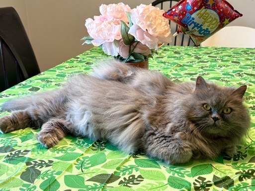 Persian (Modern) – Free 9 year old Blue Persian - Hezekiah (“Hezzy”) – Novi