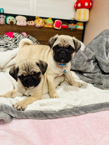 Pug – 10wks Old Pugs