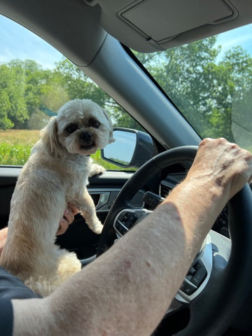 Shih Tzu – Male Shihtzu need to rehome