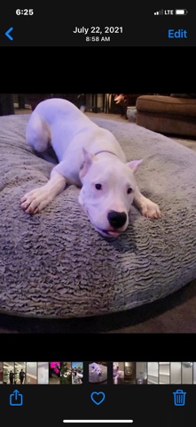 Dogo Argentino – DoGo Argentino