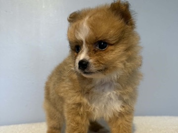Pomeranian – beautiful Pomeranian – Shrewsbury