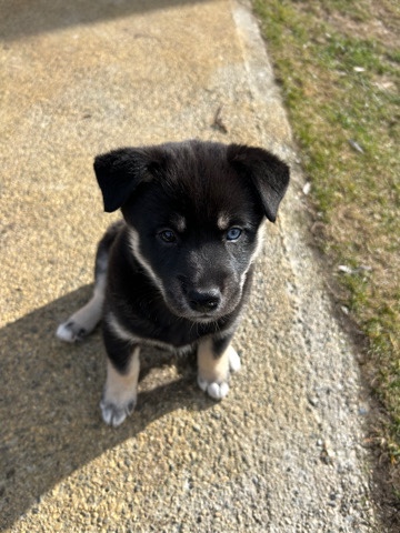 Shiba Inu – Shiba Inu x Pomsky