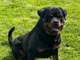 Rottweiler – German Rottweiler – Canton