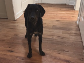 Labrador Retriever – Rehoming Honey – Fort Campbell