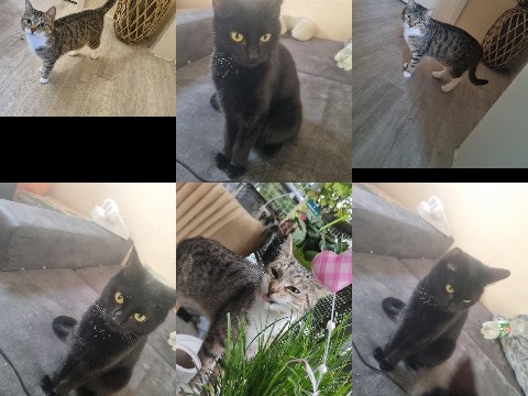 British Shorthair – Zwei Britisch Kurzhaar Katzen (Geschwister) – nur gemeinsam abzugeben – Siegen