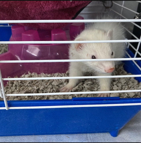 ferret – ferret she’s nice and fun to play with