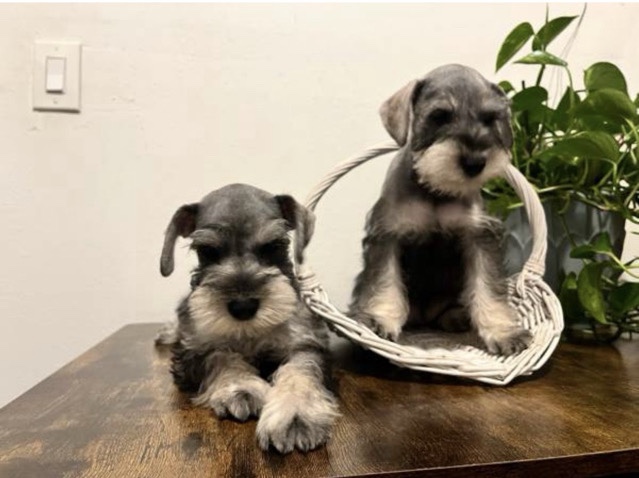 Miniature Schnauzer – miniature schnauzer puppies – Pomona