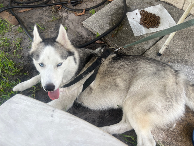 Labrador Husky – husky