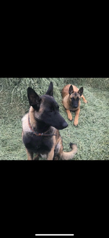 Belgian Shepherd Dog (Malinois) – Belgian Malinois