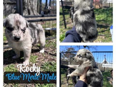 Australian Shepherd – Australian Shepherd Puppy – Suffolk