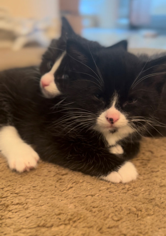 American Shorthair – for sell